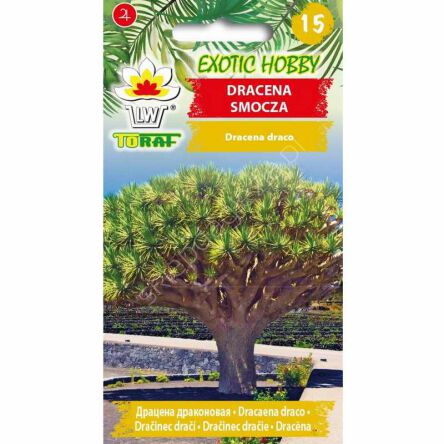 Dracena smocza 5szt Toraf 