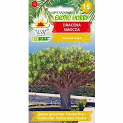 Dracena smocza 5szt T 