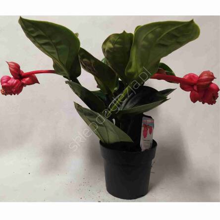 Medinilla 14/40 