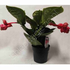 Medinilla 17/55