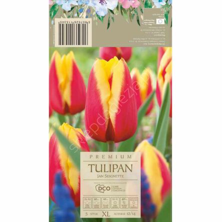 Tulipan Jan Seignette 12-14 5szt DCO