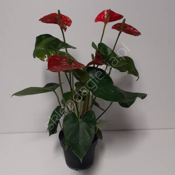 Anthurium Nevada Red 14/55