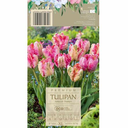 Tulipan Apricot Parrot 12-14 5szt DCO