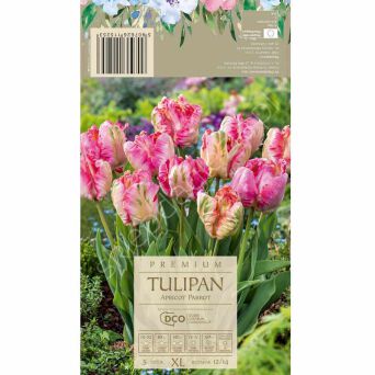 Tulipan Apricot Parrot 12-14 5szt DCO