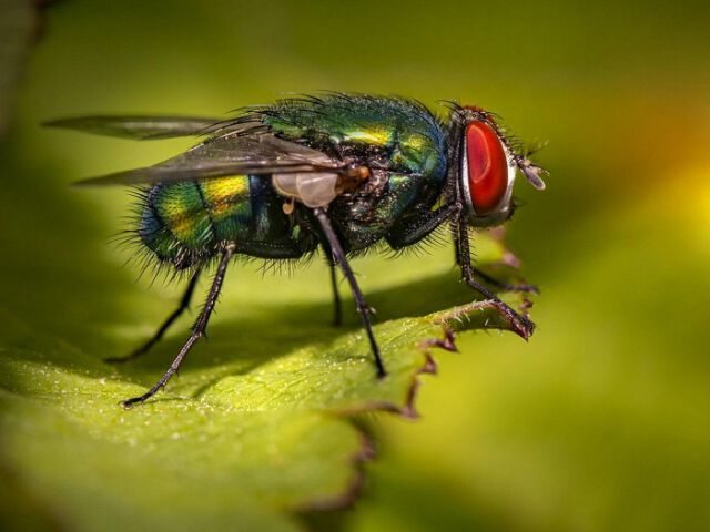 Jak skutecznie zwalczać owady i insekty?