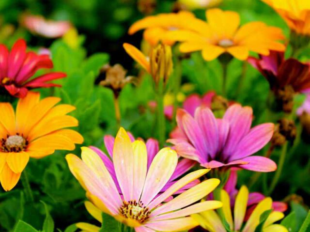 Wybieramy Idealne Nasiona Kwiatów Dla Twojego Ogródka: Praktyczny Przewodnik