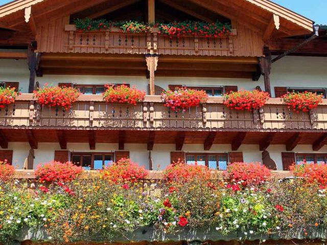 Pielęgnacja roślin balkonowych: Odpowiednio dobrany nawóz to klucz do bujnego kwitnienia roślin balkonowych!