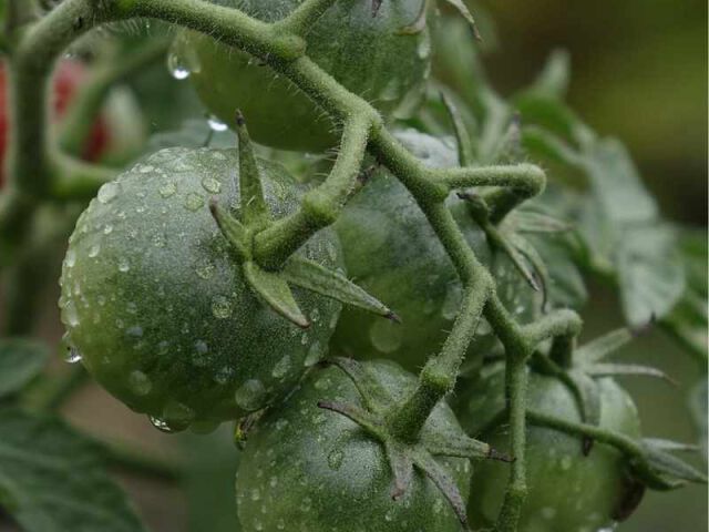 Zdrowe i ekologiczne pomidory dzięki bezpiecznemu nawożeniu