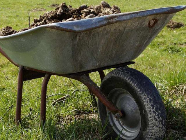 Wykorzystanie obornika jako naturalnego nawozu w ogrodnictwie